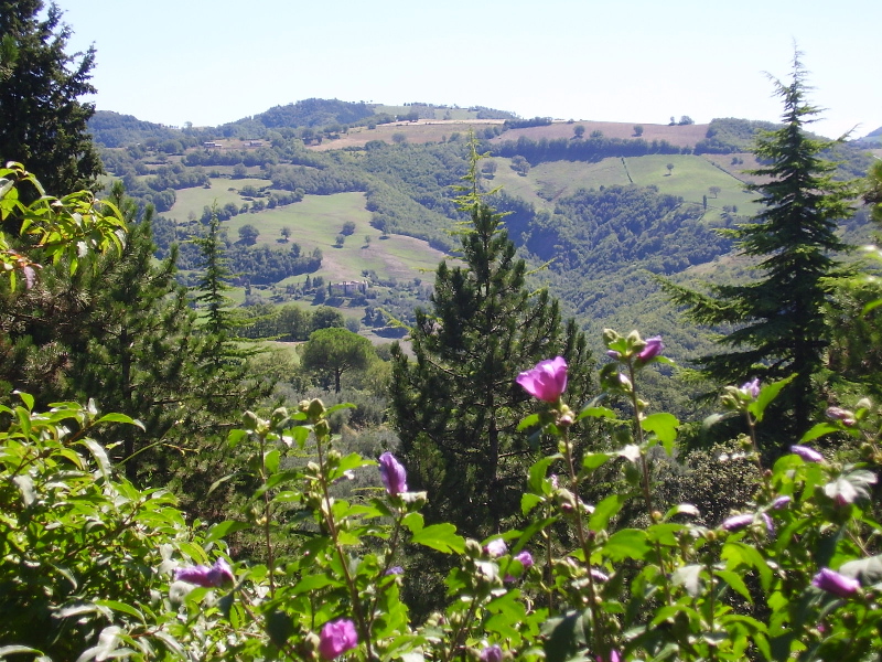 view from the garden
