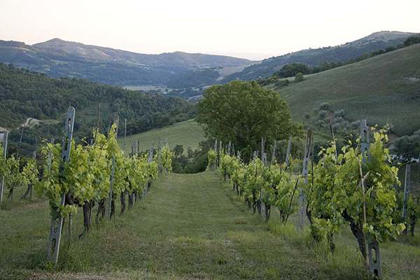 vineyard near the Farmhouse Dea. Photo offerd by our friend and client Tom Camara