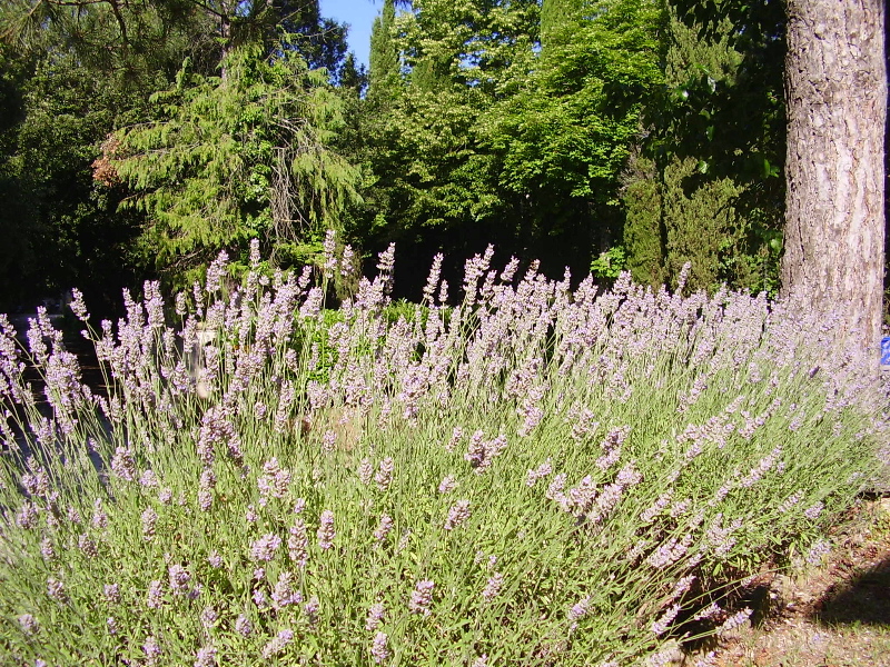 Particolare giardino