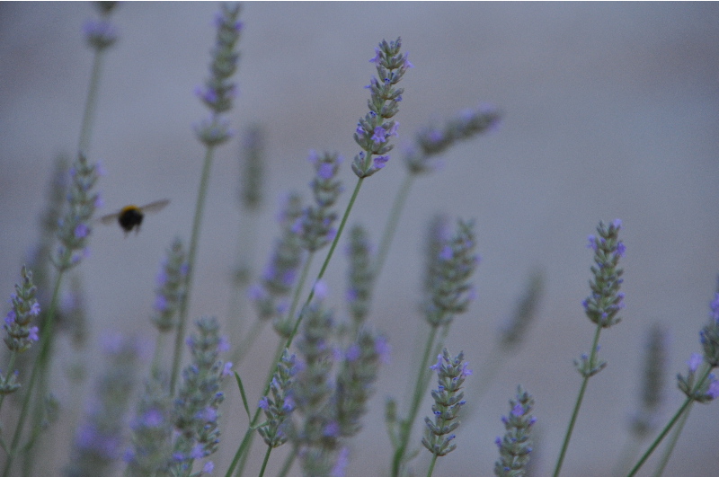 l'impollinazione della lavanda nel giardino