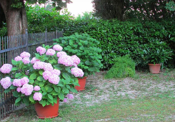 Ampi giardini
