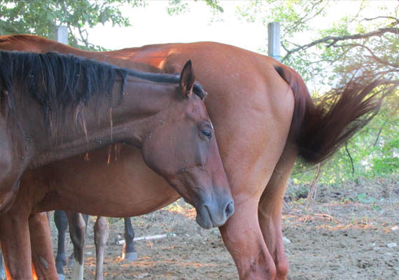 Passeggiate a cavallo nei dintorni